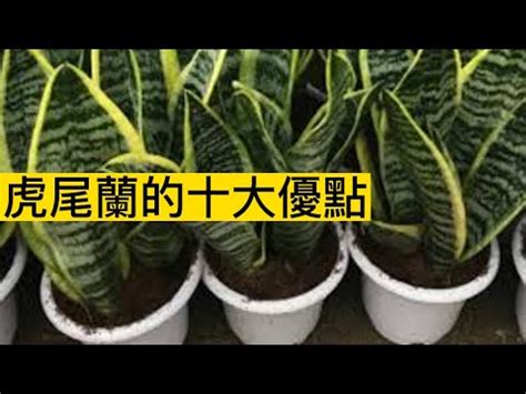 虎邊植物|虎尾蘭風水禁忌：從風水學角度告訴你，為什麼這些地。